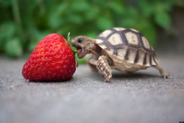 Turtle and Raspberry