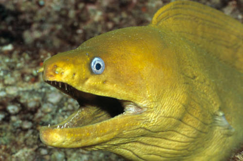 Eel